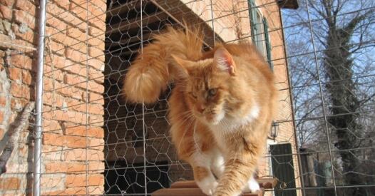 Maine Coon Femmina Red Tabby White Belushies Fiona maine coon femmina red tabby white belushies fiona