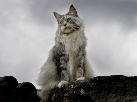 G Raza Maine Coon Html X g-raza-maine-coon.html