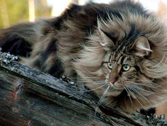 Maine Coon Maschio maine-coon maschio