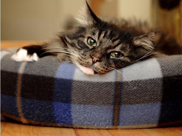 G Raza Maine Coon Html g-raza-maine-coon.html-6