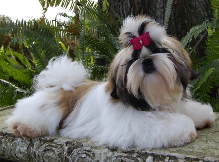 Shih Tzu Photo Shih-Tzu-Photo