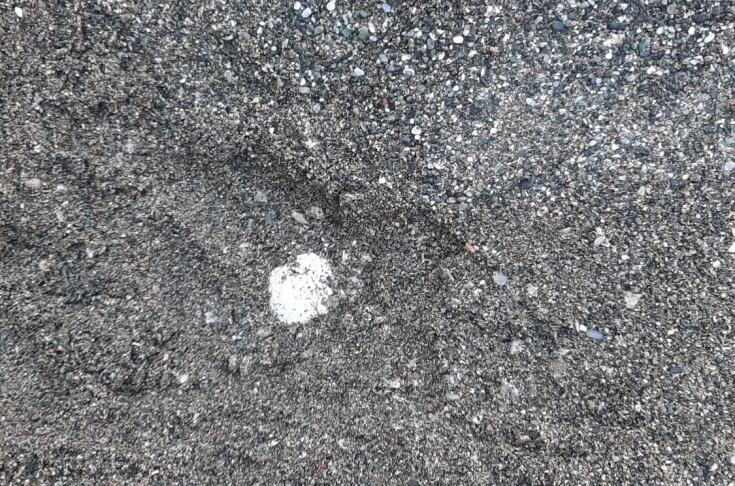 Nidificazione Sestri Levante Nido Tartaruga caretta Caretta Sestri Levante