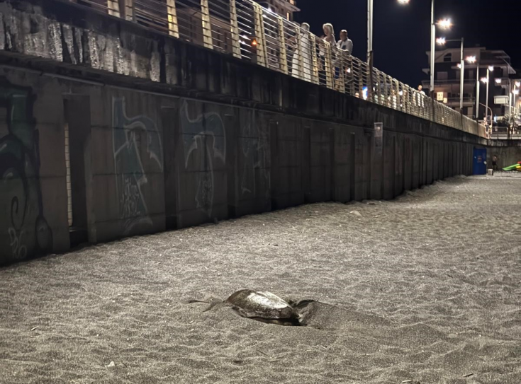 Nidificazione Sestri Levante Tartaruga Tartaruga caretta Caretta Sestri Levante - Ovetto di Colombo