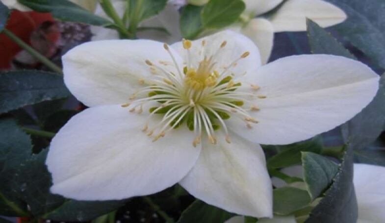 img sanremo omaggia il papa un nuovo fiore per il vaticano