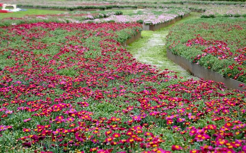 euroflora margherite red wave