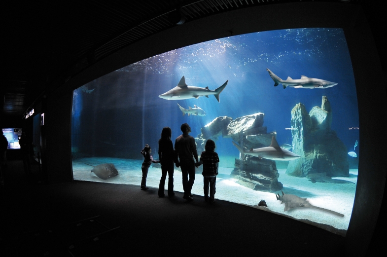 acquario di genova vasca squali   ph merlofotografia