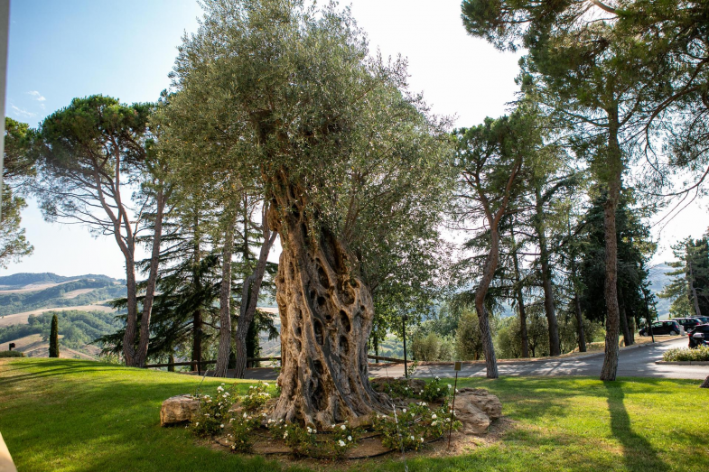 Olive Tree olive tree