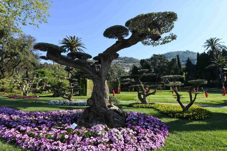 Bonsaiulivo bonsaiulivo