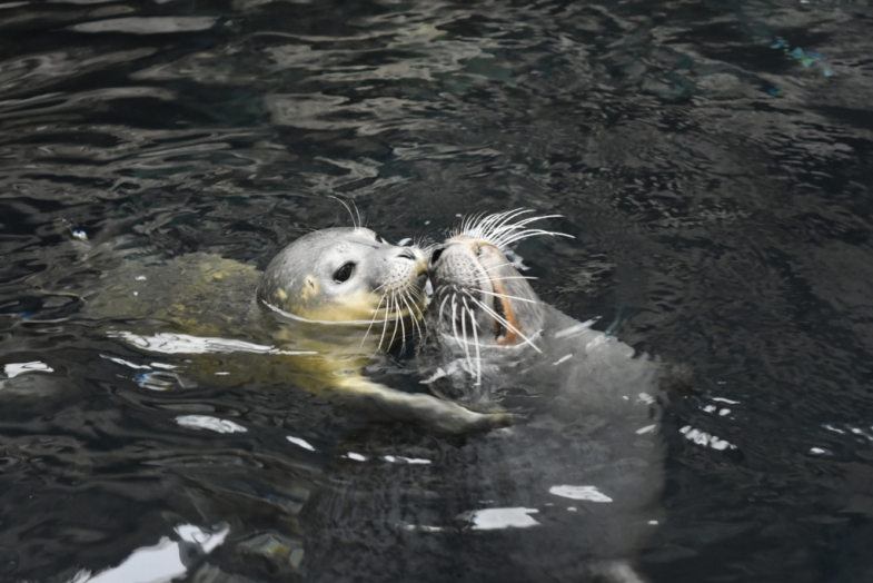Acquariodigenova Fochino Tethy X cucciolo di foca