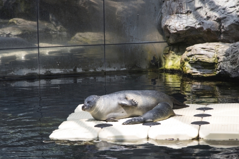 Acquario Luglio Foche X cucciolo di foca