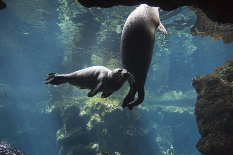 Acquario Luglio Vasca Bassa X cucciolo di foca