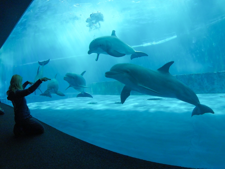 acquariodigenova nuoivo percorso