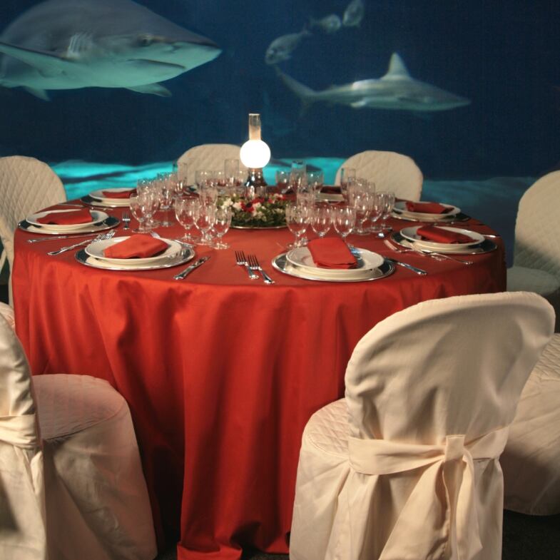 capodanno verticale squalix