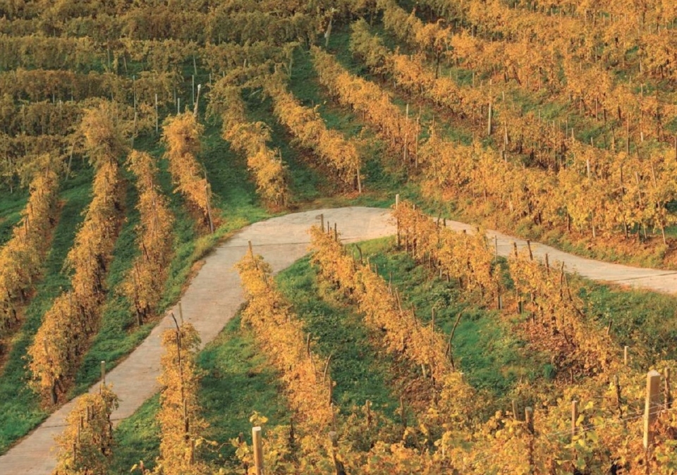 Prosecco vs Champagne la sfida infinita tra bollicine