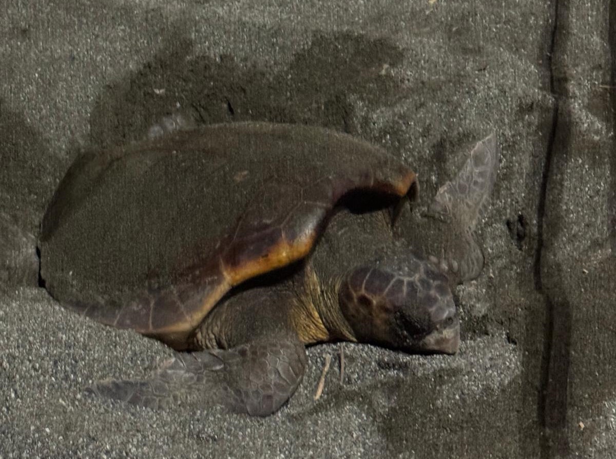 tartaruga caretta caretta Sestri Levante ovetto di colombo